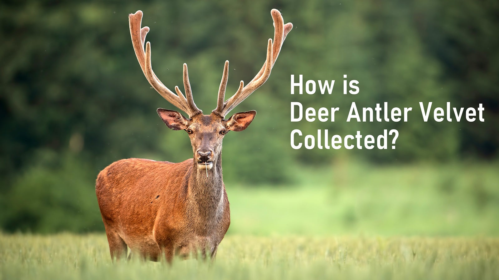 How is Deer Antler Velvet Collected? – Antler Farms