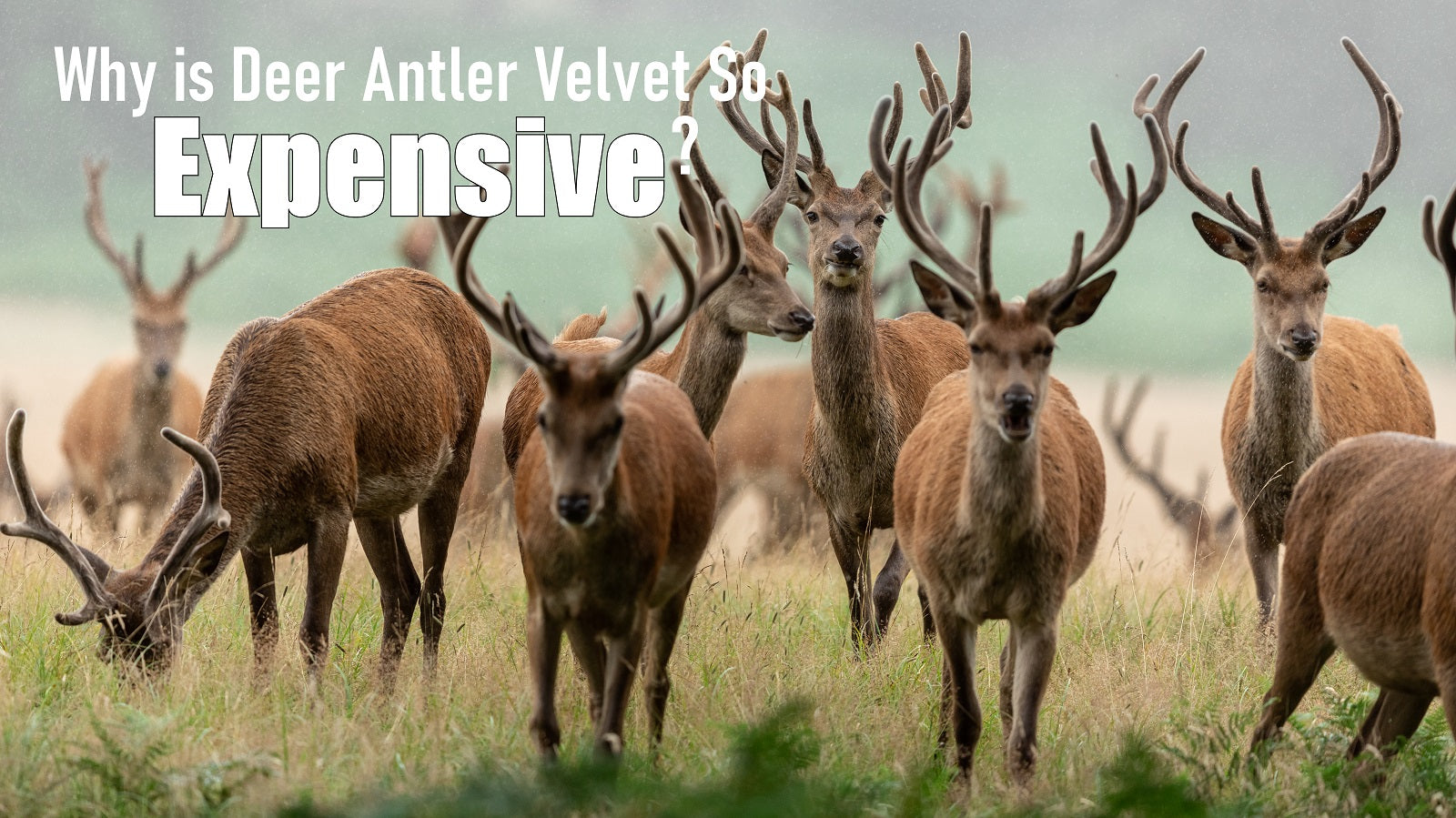 Why is Deer Antler Velvet So Expensive? – Antler Farms