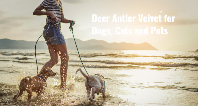 Deer Antler Velvet for Dogs, Cats and Pets