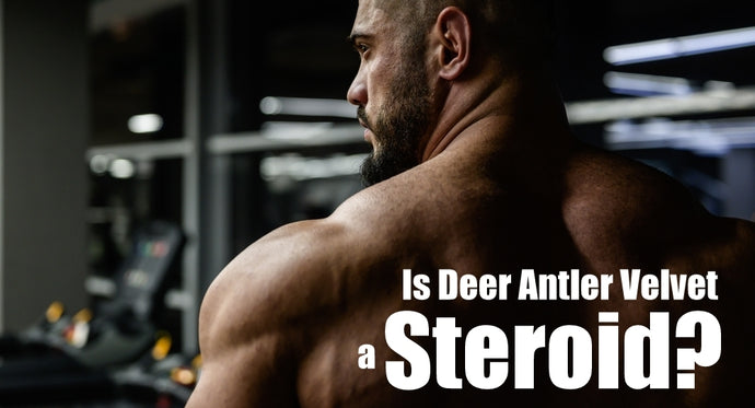 Is Deer Antler Velvet a Steroid?