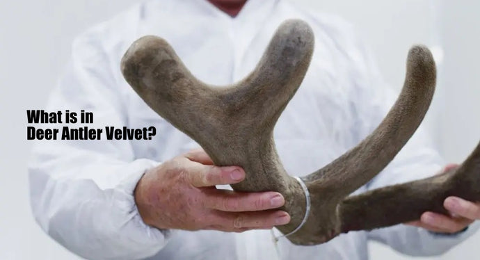 What is in Deer Antler Velvet?