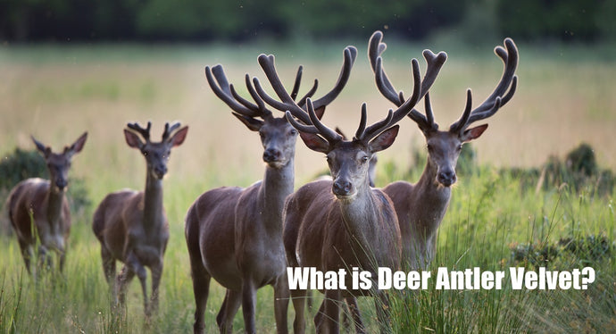 What is Deer Antler Velvet?