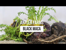 Load and play video in Gallery viewer, Organic Black Maca (Capsules)

