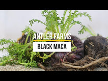 Load and play video in Gallery viewer, Black Maca (Capsules)