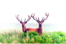 Load image into Gallery viewer, New Zealand Deer Antler Velvet - 3 Bottles