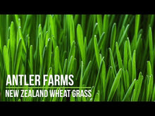 Load and play video in Gallery viewer, New Zealand Wheat Grass