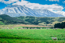 Load image into Gallery viewer, New Zealand Lanolin (Balm)