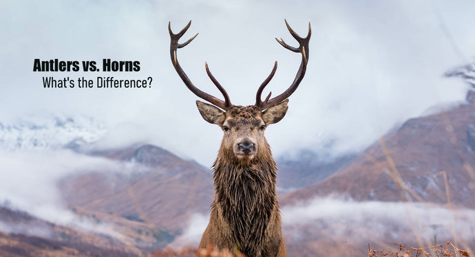 Antlers vs. Horns: What’s the Difference?