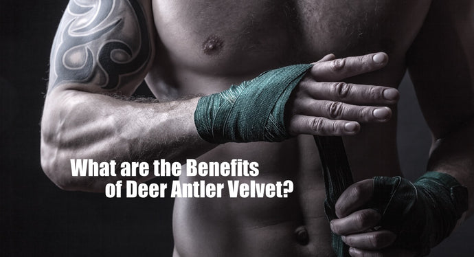 What are the Benefits of Deer Antler Velvet?