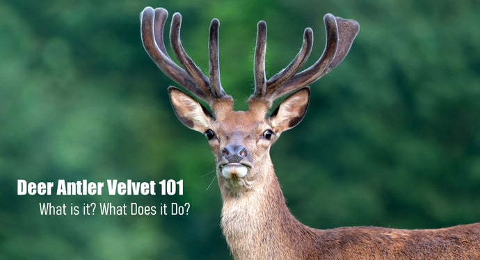 Deer Antler Velvet 101– What is It and What Does It Do?