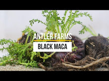 Load and play video in Gallery viewer, Black Maca (Capsules)
