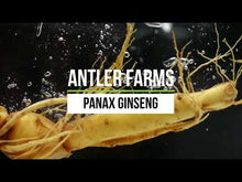 Load and play video in Gallery viewer, Organic Panax Ginseng
